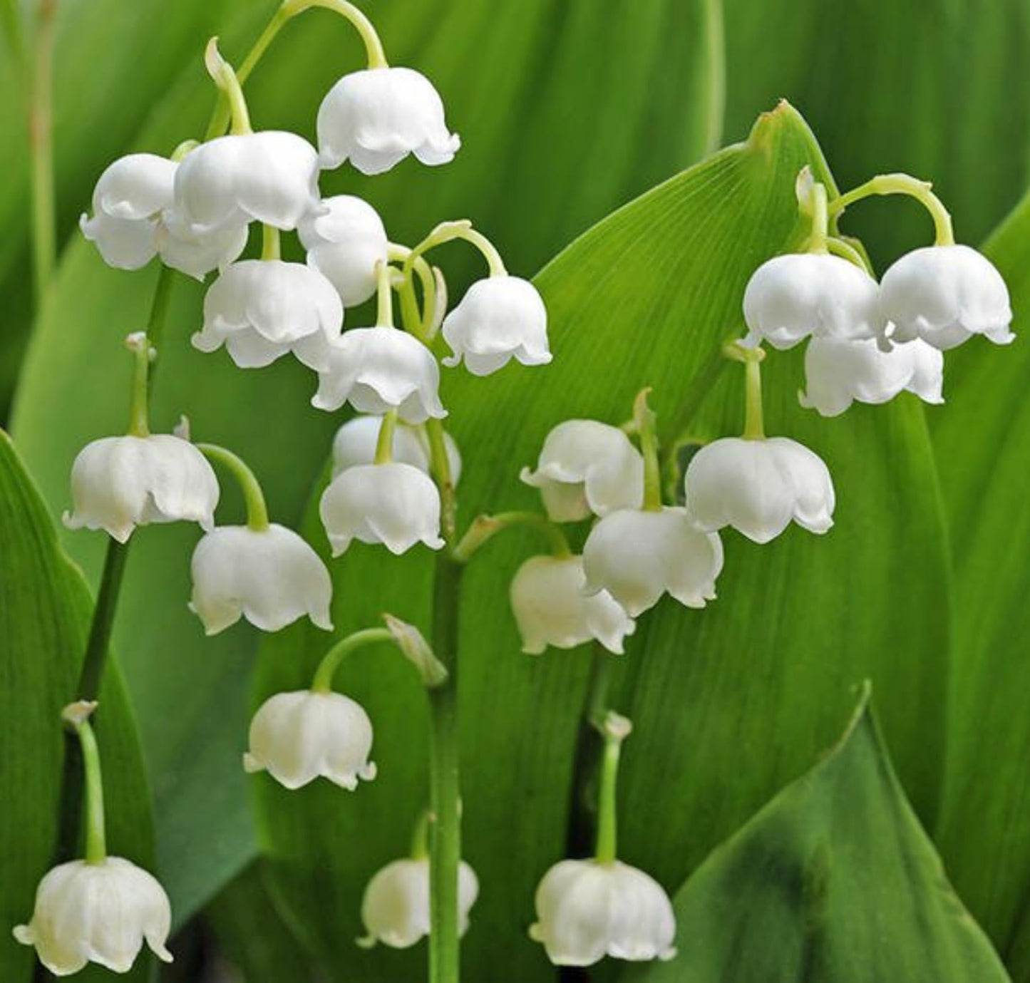 Votaniki White Lily of The Valley - Fragrant, Long Lasting Blooms, Perennial (Convallaria Majalis) Lily of the Valley Bare Root for Planting | Spring Flower, Perfect for Outdoor & Indoor (25 Pack)