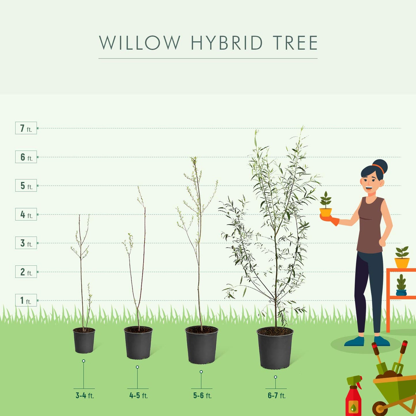 Brighter Blooms - Willow Hybrid Tree, 3-4 ft. - No Shipping to AK, AZ, HI