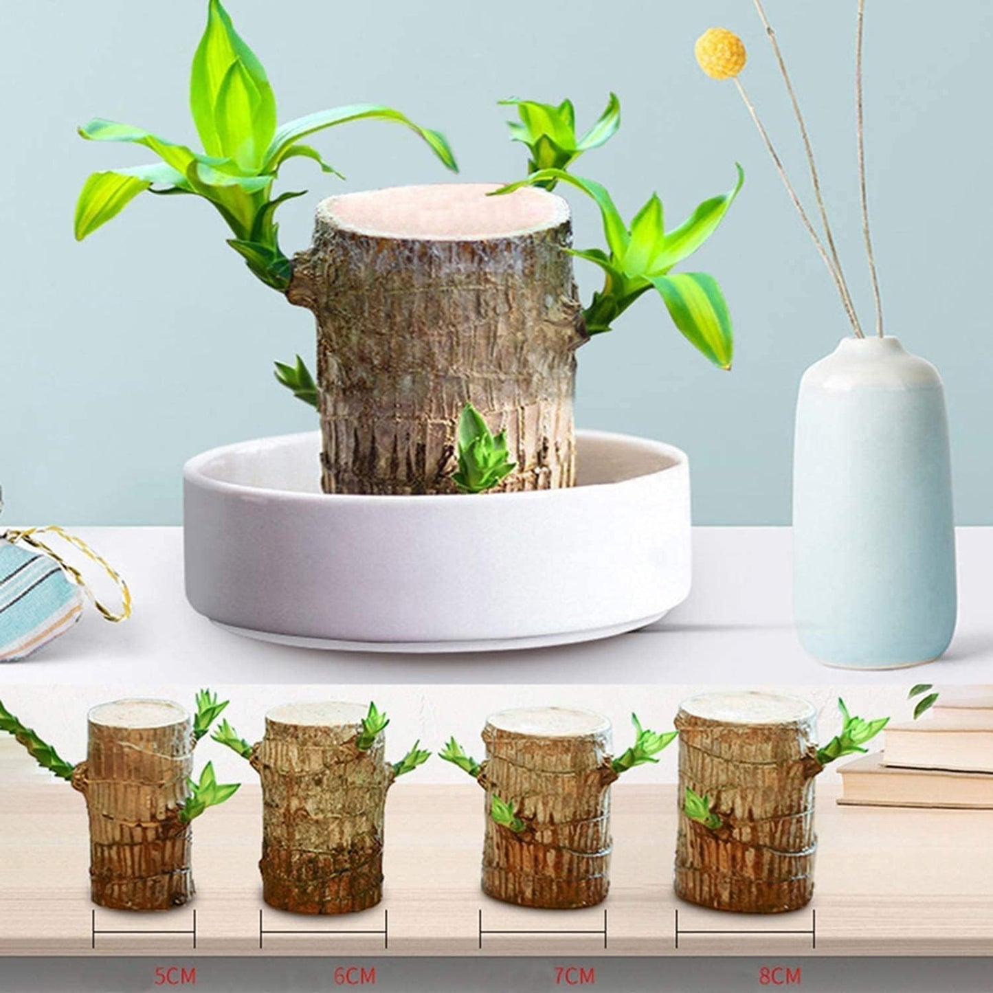 Mini Brazil Lucky Wood,Magical 𝐒𝐩𝐫𝐨𝐮𝐭𝐢𝐧𝐠 Brazilian Lucky Wood 𝐏𝐥𝐚𝐧𝐭 Wood,Indoor Office Desktop 𝐏𝐥𝐚𝐧𝐭 to Purify Indoor Air (Wood+Doll)
