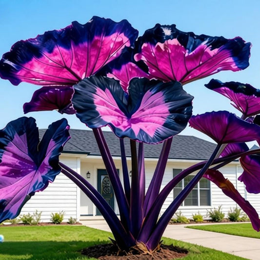 JWDSKT 2-Pack-Elephant Ear, Dramatic Foliage, Suitable for Shade Gardens, Low Maintenance, Purple-Black, Compact, Perennial.