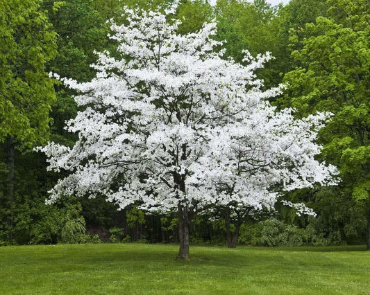 Live Plant - 2 White Flowering Dogwood Trees - Live Potted Plants - 10-16" Tall - Quart Pot
