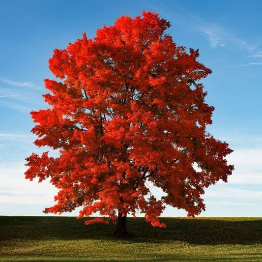 Live Plant - Brandywine Red Maple Tree - Live Plant - 12-24" Tall - Quart Pot - Ships Potted