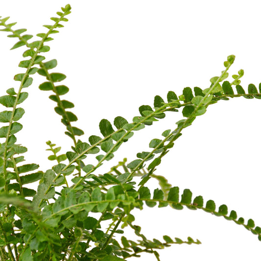 Fern 'Lemon Button' | Live Plant for Indoor & Outdoor | for Living Room, Office, Bathroom | (4" Pot, White Cylinder)