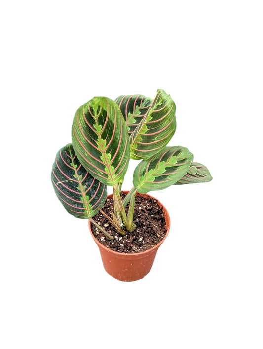 Red Prayer Plant, Live Indoor Houseplant in 4 Inch Pot, Maranta with Colorful Striped Leaves