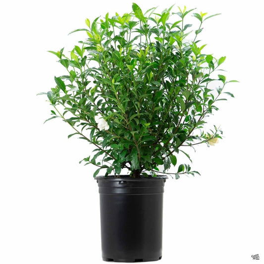 Live Plant - August Beauty Gardenia - Live Plant - 2 Gallon Pot