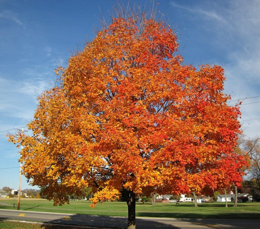 Live Plant - 2 Sugar Maple Trees - Live Plants - 10-18" Tall - Quart Pots - Acer Saccharum