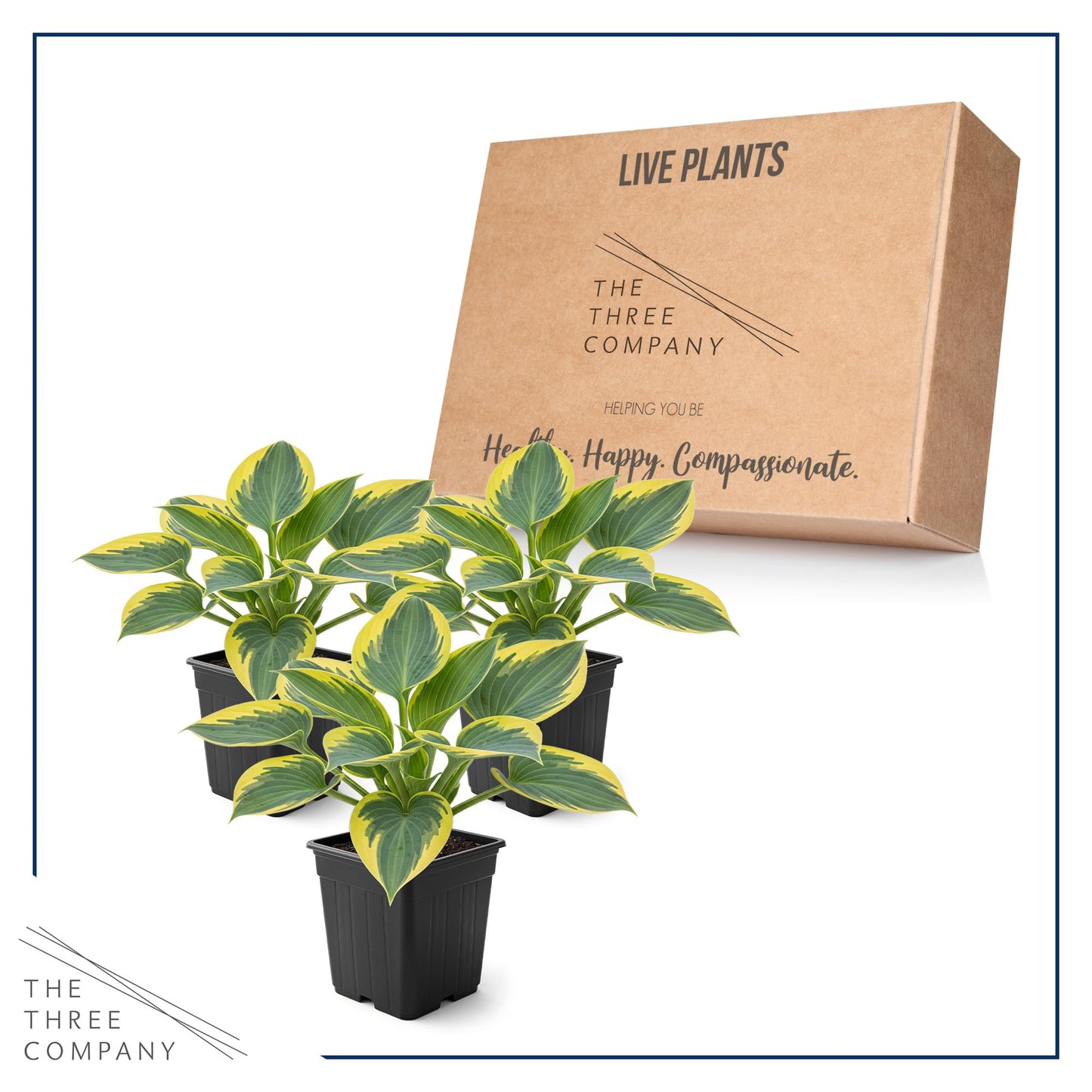 Live Perennial Hosta - First Frost (3 Plants Per Pack) Beautiful Accent Plant, 10" Tall by 4" Wide in 1 Qt Pot