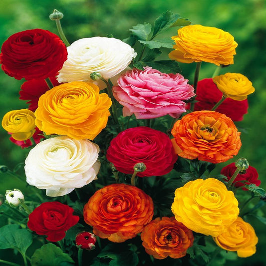 Ranunculus Asiaticus, Mixed Colors (20 Bulbs)