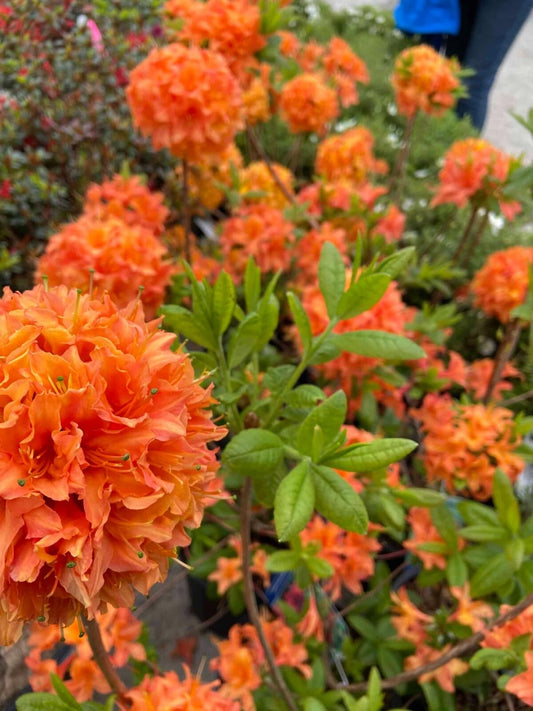 Live Plant - Mandarin Azalea Rhododendron Hybrid Small Starter Plant May Be Dormant