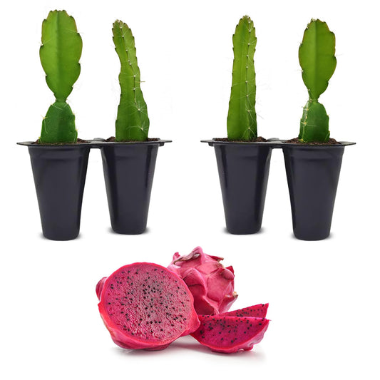 Dragon Fruit Edgar's Baby (4 Pack) | Real Live Fruit Plants for Sale | Rare Exotic Variety | Sweet Edible Fruit | Easy to Grow Live Plants for Organic Gardens. (Edgar's Baby)