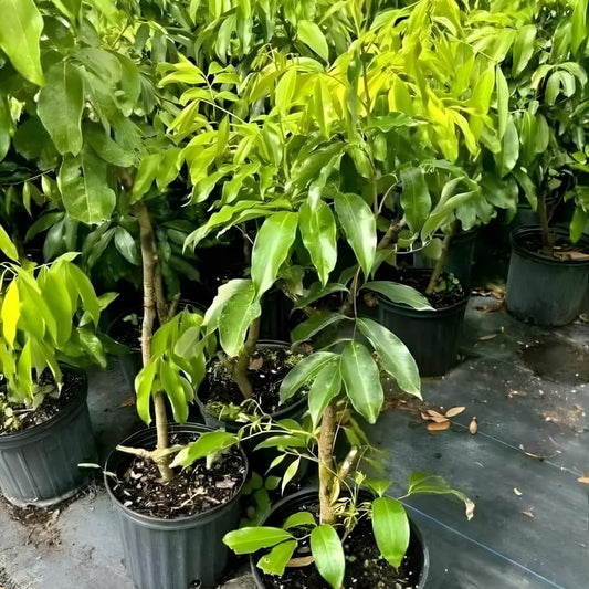 Mauritius Lychee Tree for Planting | 2.5–3 Ft Live Potted Tropical Fruit Tree | Sweet Juicy Lychee Fruit for Home Gardens, Patios & Containers | No Ship to CA,HI,AK