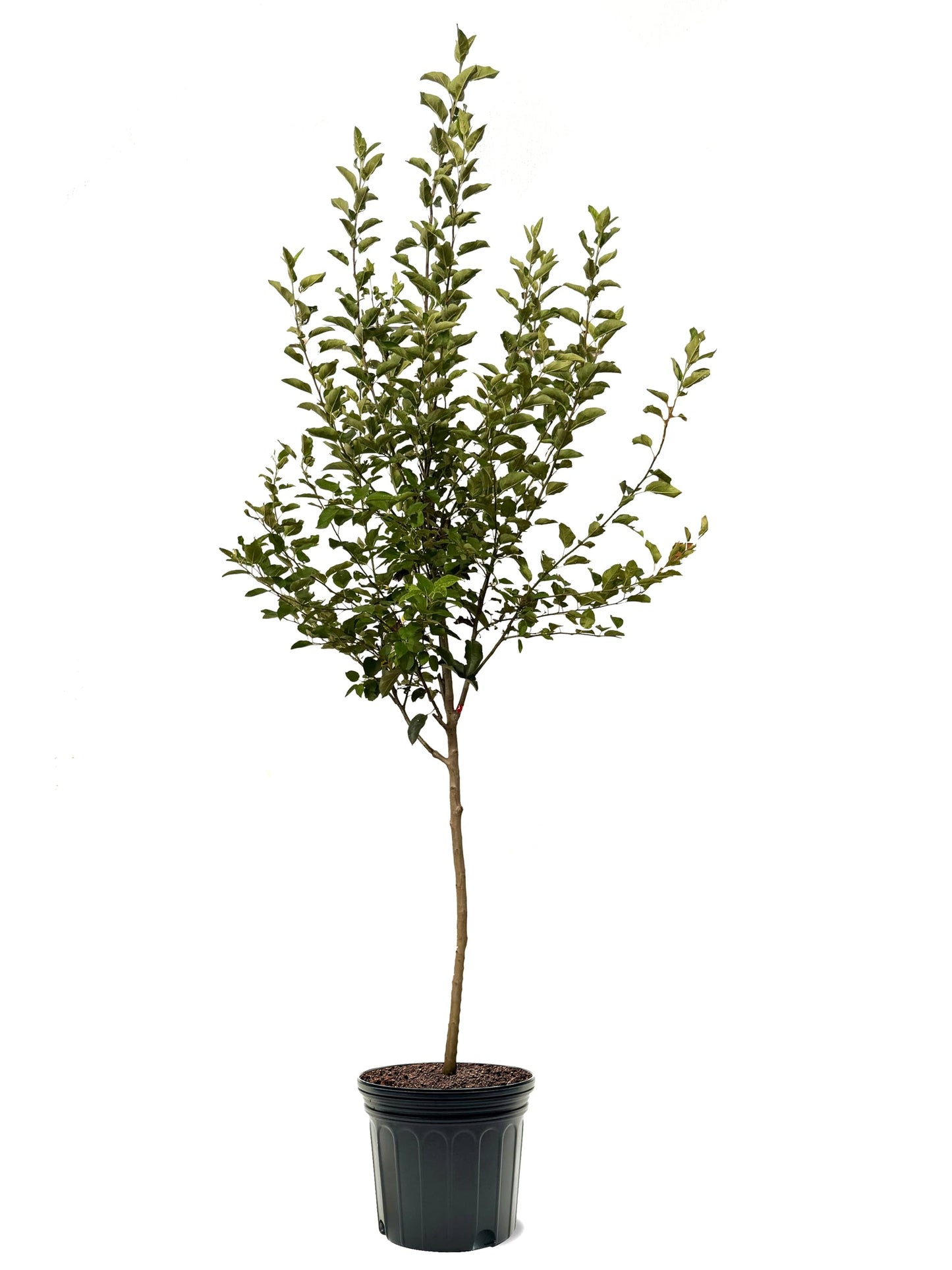 American Plant Exchange Apple Tree 'Honeycrisp' – Live Fruit-Bearing Plant, 3-4 ft Tall, 7-Gallon Pot, Cold-Hardy, Juicy & Crisp Red Harvest for Home Orchards, Backyard Gardens & Edible Landscapes