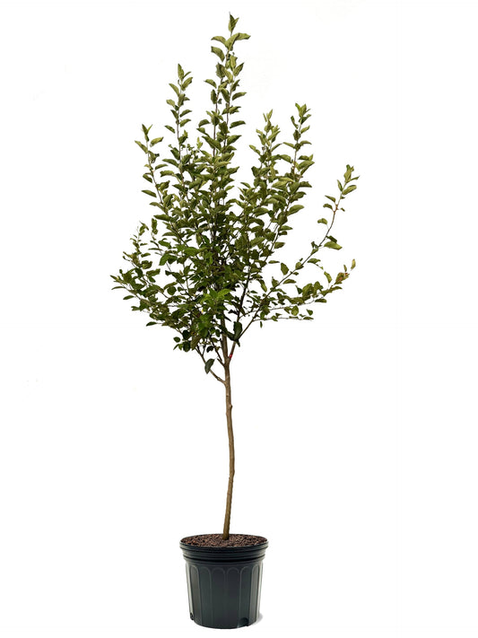 American Plant Exchange Apple Tree 'Honeycrisp' – Live Fruit-Bearing Plant, 3-4 ft Tall, 7-Gallon Pot, Cold-Hardy, Juicy & Crisp Red Harvest for Home Orchards, Backyard Gardens & Edible Landscapes