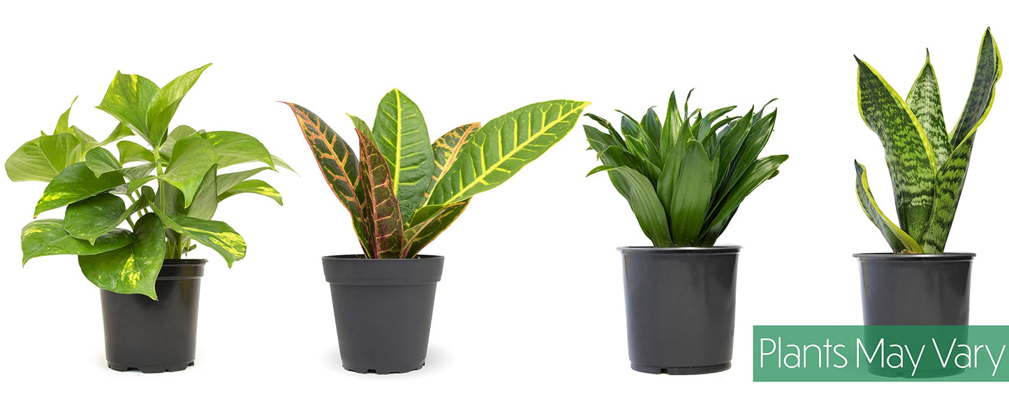 Altman Plants Live Houseplants (12PK), Indoor Plants for Delivery Prime & Essential Houseplant Collection (4PK) Live Plants Indoor Plants Live Houseplants in Plant Pots, Easy House Plants Indoors