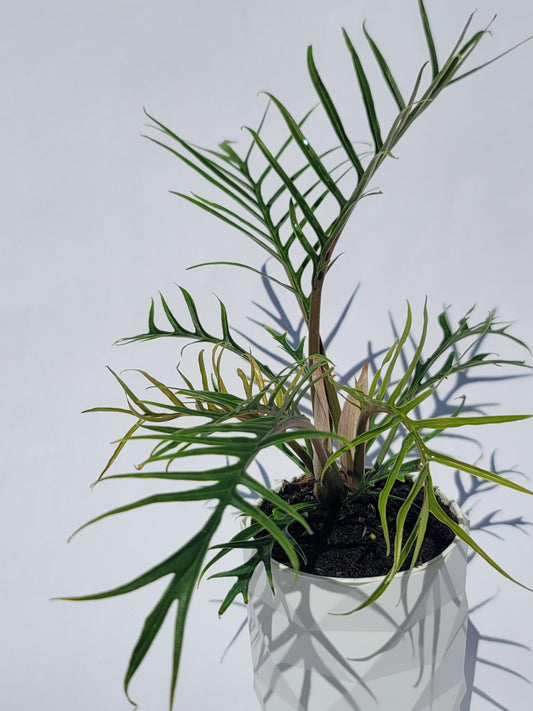 Philodendron Tortum Live Plant | Ships from CA | Available in Modern White Self-Watering Planter | Air Purifying & Pet-Friendly (+ Moden White Self-Watering Planter, Small Plant)