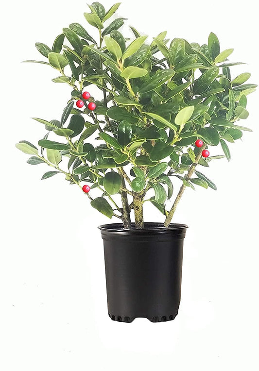 Dwarf Burford Holly | 1 Live Quart Size Plant | Ilex Burfordi Evergreen Hedge Red Berries Shrub Tree