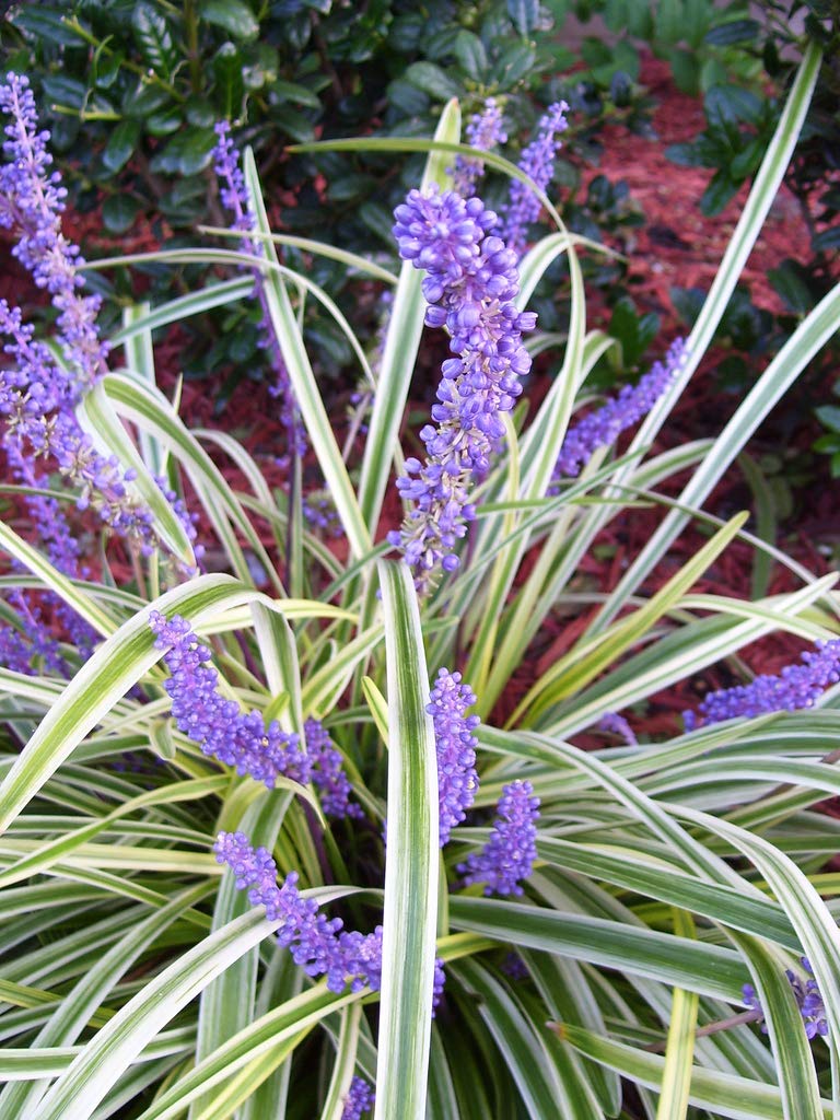 Variegated Liriope | 40 Live Plants | Liriope Muscari Variegata | Ornamental Ground Cover Plants | Evergreen Foliage