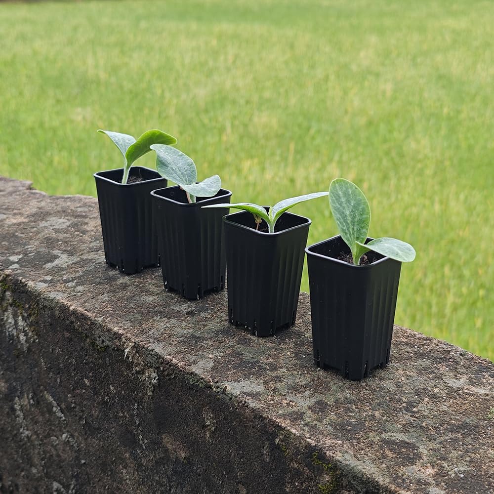BangQiao 180 Pack 1.95 Inch Tiny Black Plastic Square Nursery and Seedling Pot, Mini Deep Transplant Seed Starter Planter with Drain Hole for Germination, Herb, Succulent