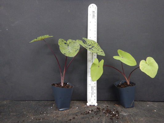 Live Plant - Mojito Elephant Ear Colocasia Esculenta Starter Plant