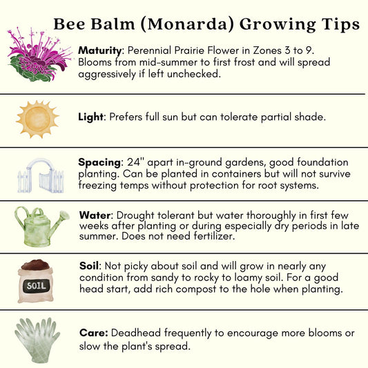 Clovers Garden Bee Balm Balmy Purple (Monarda) Plants – Two (2) Live Plants – Non-GMO - Not Seeds - Each 4" to 8" Tall – in 4" Inch Pots – Hardy Flowering Perennial, Pollinator Favorite