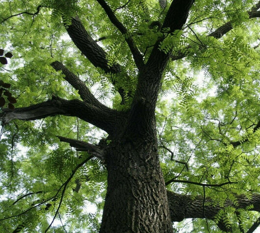 Live Plant - Black Walnut Tree - 12-18" Tall Seedling - Live Plant - Juglans nigra