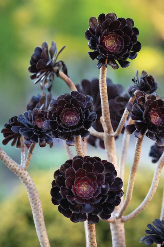Easy Care Aeonium Plant Live 4” Pot, Rare Succulents Plants Live, Well Rooted, Easy Care House Plants (Black)