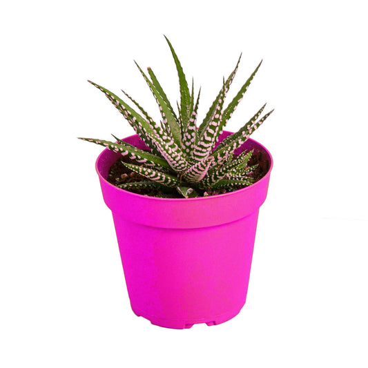 Zebra Succulent in 4in Pot - Live Plants Tropical Houseplants | Variegated | USA Growers | The Snobby Leaf
