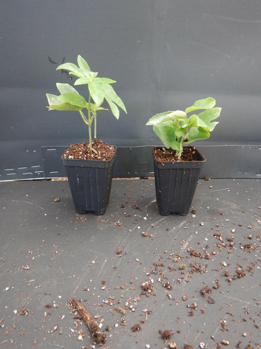 Live Plant - Hardy Blue Crown Passiflora caerulea Passion Flower Small Rooted Starter Plant