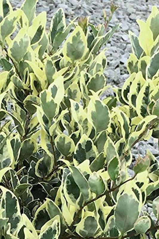 Live Plant - Jack Frost Ligustrum (Variegated Privet) - Live Plant - (2.5 Qt)