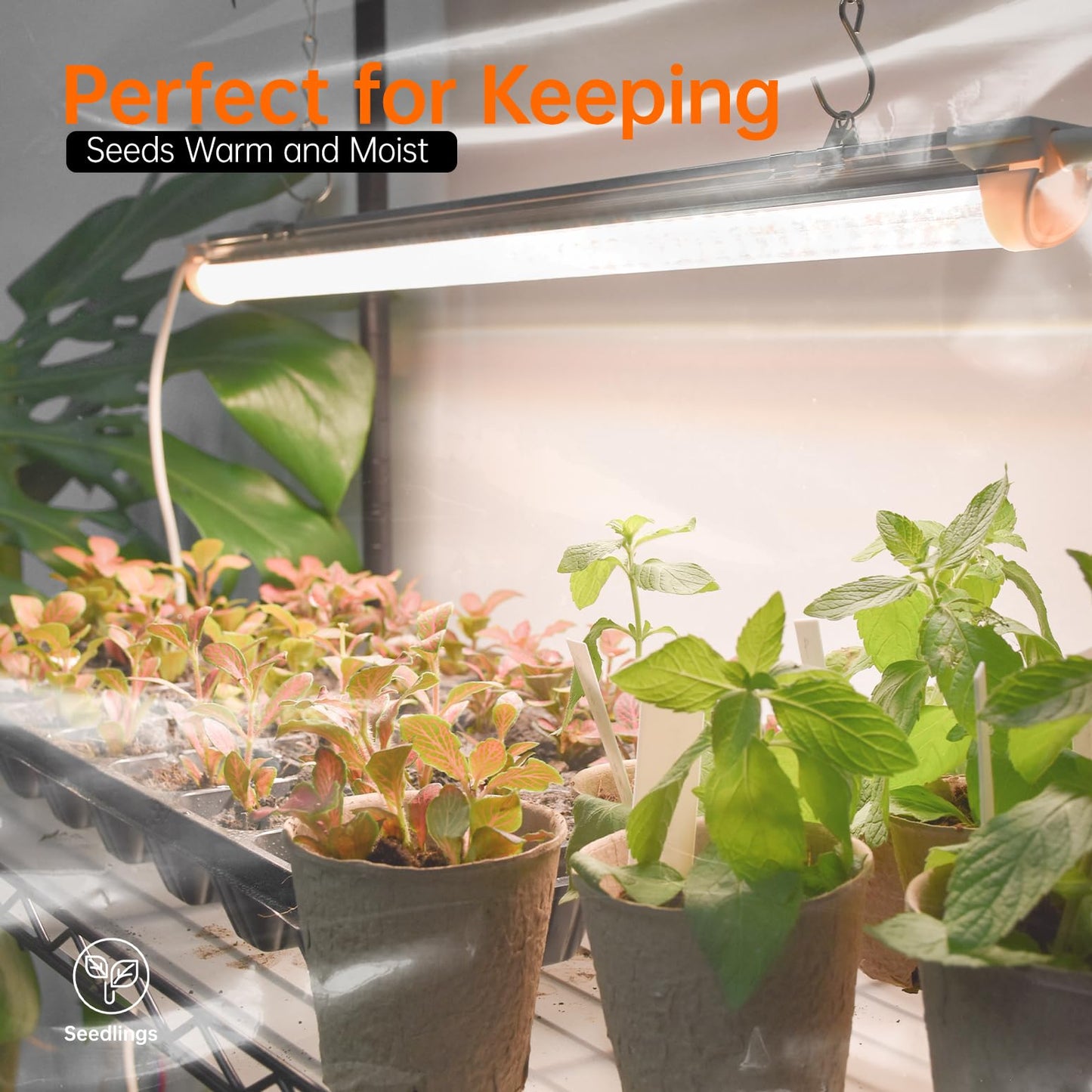 Bstrip Indoor Greenhouse with Grow Light, Mini Green House with 5 Pack T8 Full Spectrum Plant Lights, Plant Shelf with Tent for Indoor Plant, Seed Starting, Seed Tray, 35.4"x13.8"x71"