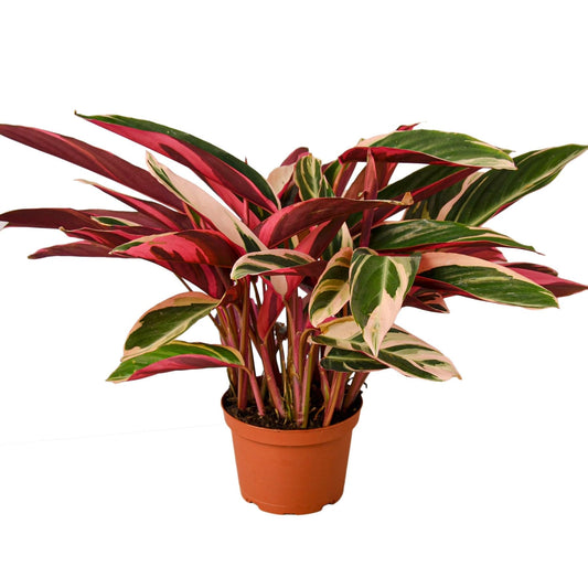 Stromanthe Triostar | Live Plant for Indoor & Outdoor | for Living Room, Office, Bathroom | (4" Pot)