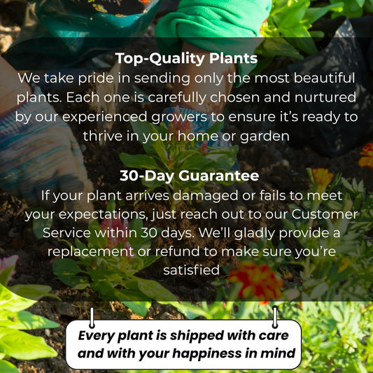 Lynwood Gold Forsythia Plant Live | 2.5-Inch Potted Forsythia Bush | Outdoor Plant for Landscape Use | Great for Garden Borders