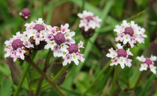 Frogfruit 32 Live Plants (Phyla nodiflora) – Native Groundcover for Pollinator Gardens & Lawn Alternative, Low Growing Perennial, Drought Tolerant, Full Sun Landscaping Plant