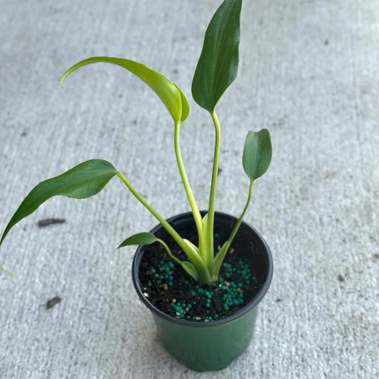 Monstera Burle Marx Flame Live Plant – Rare Flame Monstera with Split Leaves – Indoor & Outdoor Houseplants – Unique Tropical Plant Gifts (Heat Pack Included)