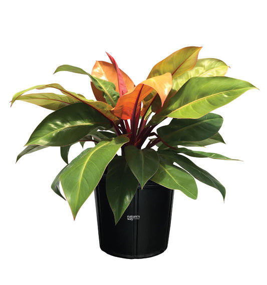 Nature's Way Farms Philodendron Prince of Orange Live Plant (25-30 in. Tall) in Grower Pot