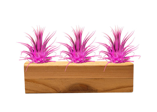 Air Plants 3 Pack - Tillandsia Ionantha - 3 Hole Planter - Organically Enhanced Color - Live Arrival Guaranteed - House Plants for Home Decor & Gift (3Pk + Black Planter) (3Pk Rose Pink + 3 Hole Tan)