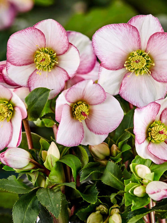 Perennial Farm Marketplace Helleborus HGC® Ice N' Roses® Picotee (Lenten Rose) Live Perennial, Size-#1 Container, Light Pink to White Winter Flowers with Dark Green Evergreen Foliage
