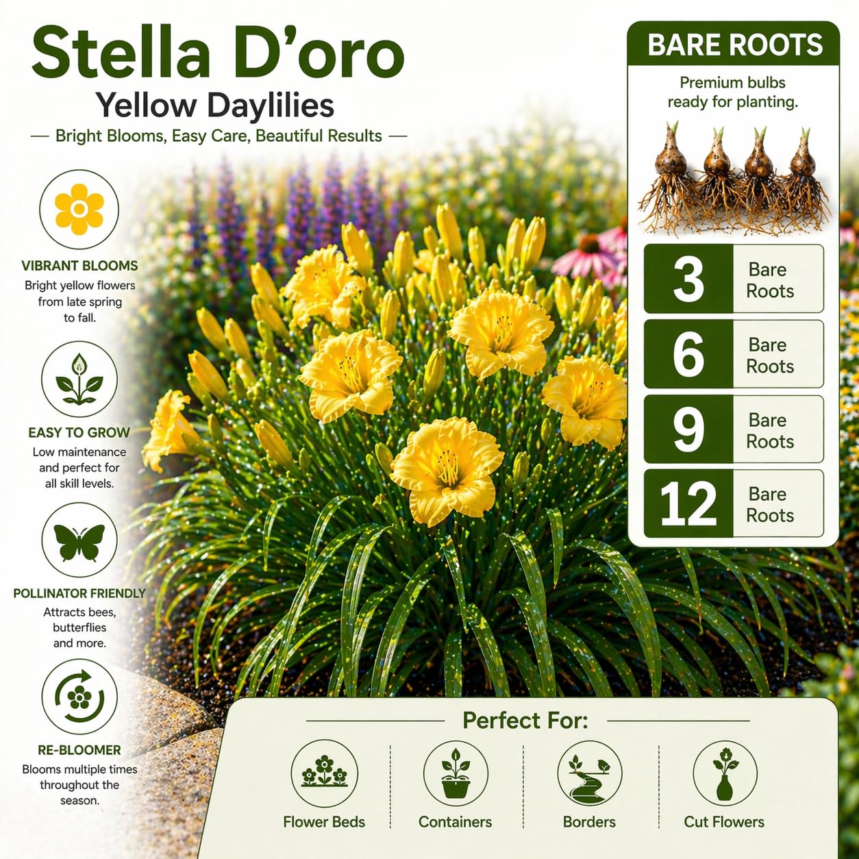 American Stella D’Oro Daylily Bare Roots – Perennial Hemerocallis for Spring Planting – Easy-to-Grow Outdoor Garden Flowers – Attracts Butterflies & Bees (6, Six Bare Roots)