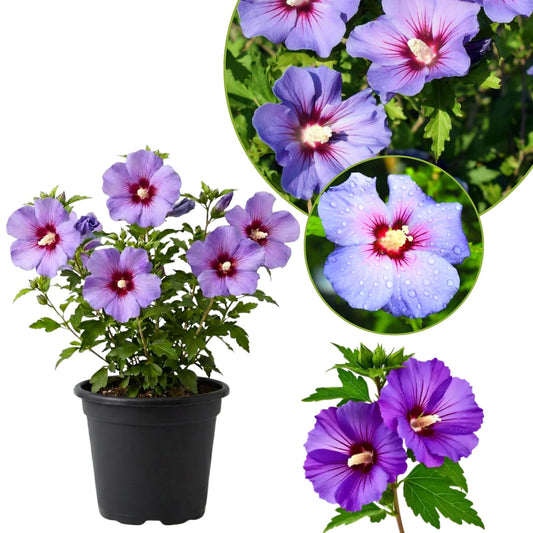 Althea Rose of Sharon Plant Live 6-13 Inc Tall, Hibiscus Syriacus Flowers Rose of Sharon Bush Shrub, in Pot (Purple)