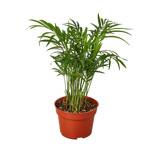 Parlor Palm Live Indoor Plant | Neanthebella Live Plant | Air Purifying Plant | Ship from CA in Nursey Pot | PET Friendly (Medium Plant, 4" Pot)