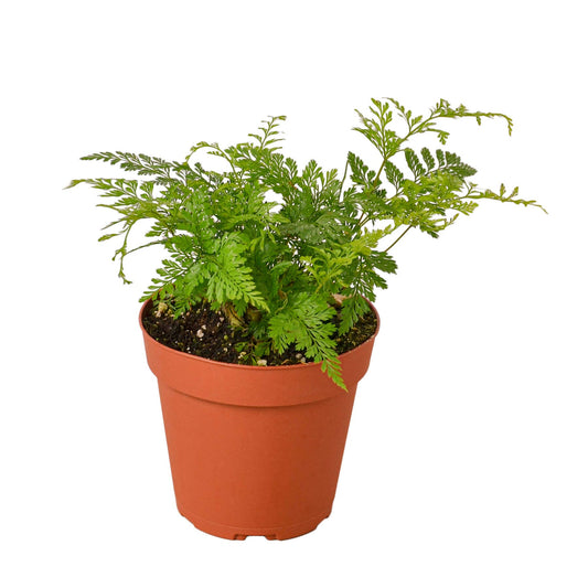 House Plant Shop | Fern 'Rabbit's Foot' - 4" Pot | Live Indoor Plant | Easy to Care | Natural Décor Plant | Great Gifts| Free Care Guide