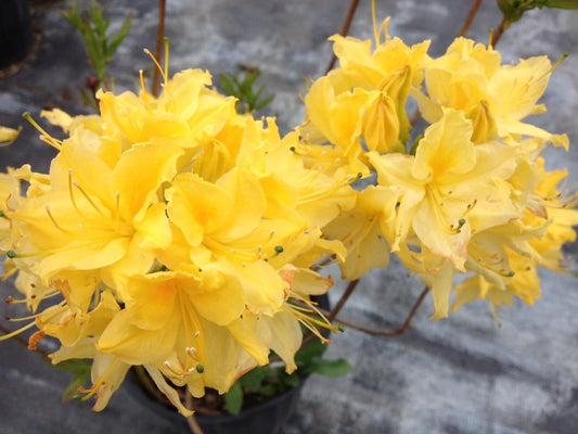 Live Plant - Lemon LIGHTSAromi Azalea Rhododendron HybridSTARTER Plant