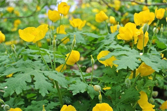 Live Plant - 5 Celandine Yellow Poppy Bulbs - Wildflowers - (Stylophorum diphyllum)