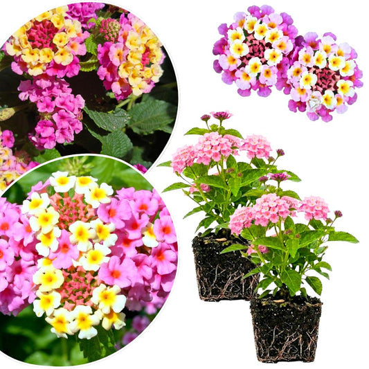 2 Lantana Plants Live, Lantanas Live Plants for Planting Indoor Outdoors, Perennial Flowers, 4-9 Inch Tall Well-Rooted (Pink Lantana)