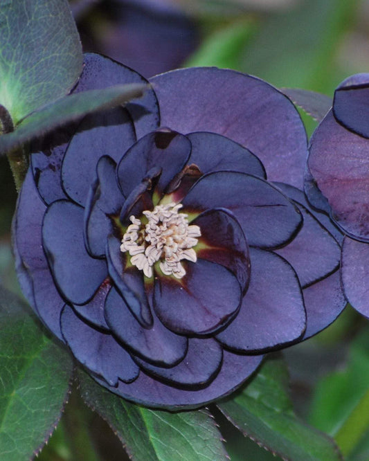 Perennial Farm Marketplace Helleborus x Winter Jewels 'Onyx Odyssey' (Lenten Rose) Perennial, 1 Quart, Near Black Flowers