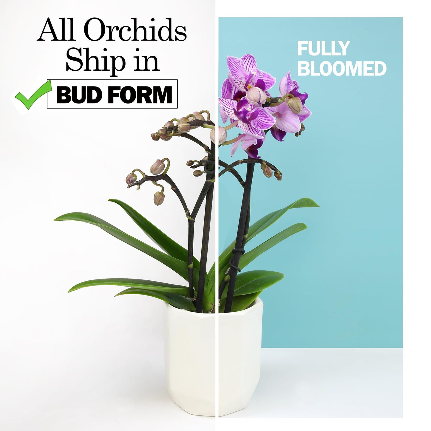 White Phalaenopsis Live Orchid Plant & White Orchid Pot, 20-24" Live Plant Gift, Fresh Orchids Plants Live House Plants, Live Plants Indoor Plants Live Houseplants Plant Lover Gift by Plants for Pets