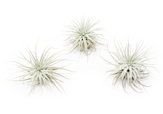 3 PCs Small Tectorum Ecuador Air Plant - Live Tillandsia Succulent House Plants - Available in Wholesale and Bulk - Home and Garden Decor - Easy Care Indoor/Outdoor Air Plant