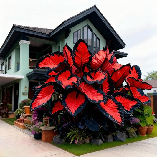JWDSKT Variegated Elephant Ear Rare-Stunning Look, Garden Favorite-Drought-Tolerant, Striking Colors and Patterns (6)