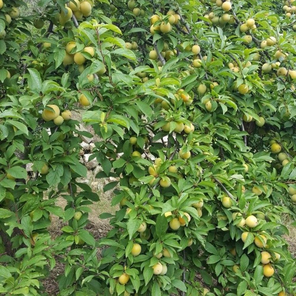 Green Jujube Tree Live Plant 2 to 3 Feet Tall, Jujube Plant 3 Gallon Pot, Green Apples Trees for Planting, No Ship to CA