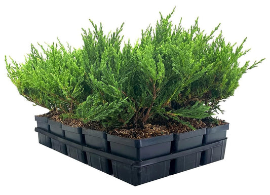 Juniper Andorra Compacta | 1 Live 4 Inch Pot | Juniperus horizontalis ‘Andorra Compacta’ | Low-Growing Evergreen Ground Cover | Drought-Tolerant Landscaping Plants
